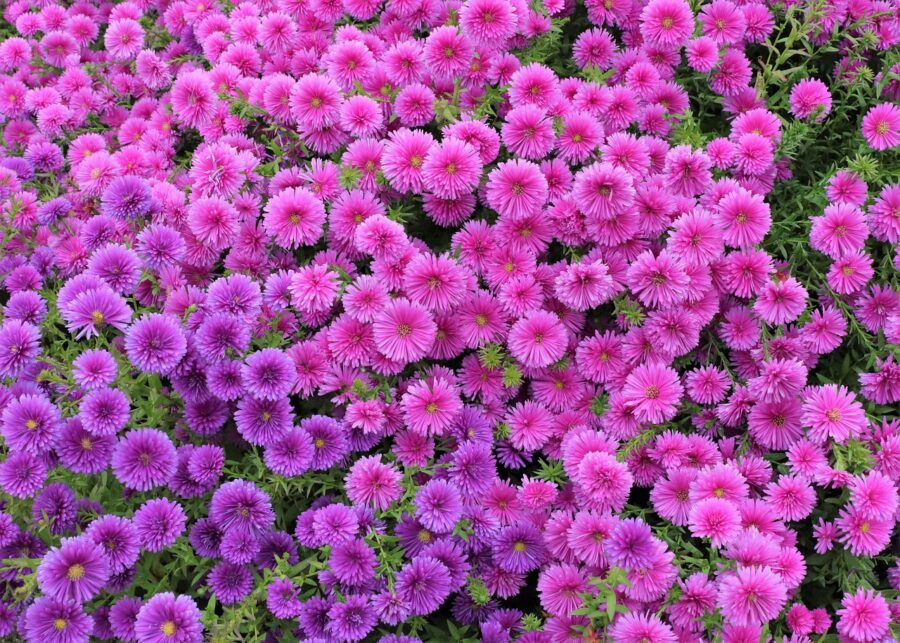 wallpapers, free wallpaper, free background, wallpaper, background, screen, wallpaper 4k, flower, beautiful wallpaper, windows wallpaper, flowers, petal, full hd wallpaper, petals, plant, plants, leaf, not a leaf, flower background, cool backgrounds, leaves, wipes, the leaves, this safari, these people, purple, purple flower, hd wallpaper, pink, pink flower, macro, mac wallpaper, affix, out of focus, nature background, out-focusing, beautiful nature, season, season them, wallpaper hd, spring, summer, autumn, rust, desktop backgrounds, laptop wallpaper, green, 4k wallpaper, abstract, nature wallpaper, nature, the nature of the, flower wallpaper, beautiful flowers, natural, travel, botanical garden, 4k wallpaper 1920x1080, arboretum, floral background, park