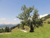 Scenic countryside view of a lone tree and mountain landscape in Walchsee, Tirol.